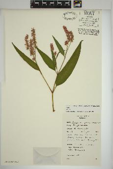 spécimen de Persicaria pensylvanica