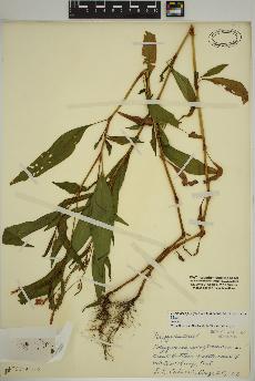 spécimen de Persicaria pensylvanica