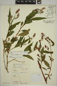 spécimen de Persicaria pensylvanica