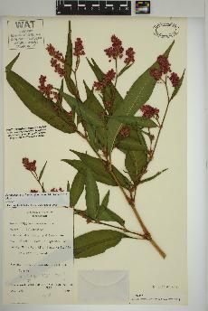 spécimen de Persicaria pensylvanica
