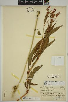 spécimen de Persicaria pensylvanica