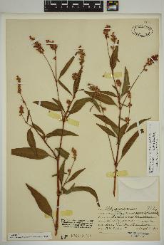 spécimen de Persicaria pensylvanica