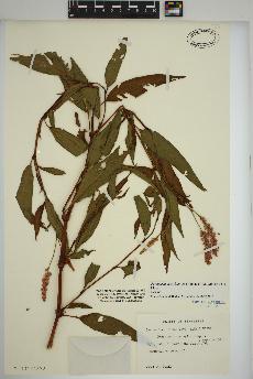 spécimen de Persicaria pensylvanica