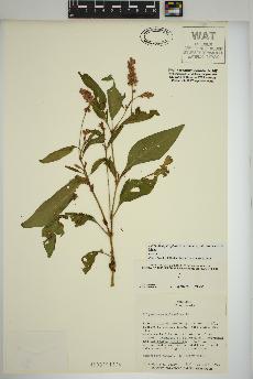spécimen de Persicaria pensylvanica