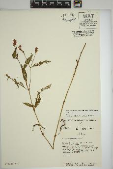 spécimen de Persicaria pensylvanica