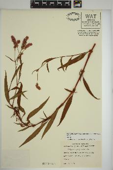 spécimen de Persicaria pensylvanica