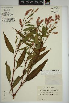 spécimen de Persicaria pensylvanica