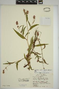 spécimen de Persicaria pensylvanica