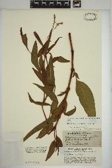 spécimen de Persicaria pensylvanica