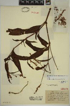 spécimen de Persicaria pensylvanica