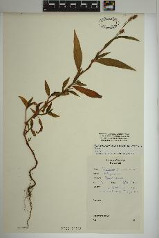 spécimen de Persicaria pensylvanica