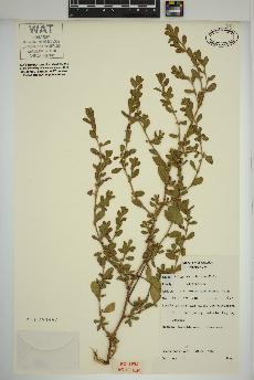 spécimen de Polygonum achoreum