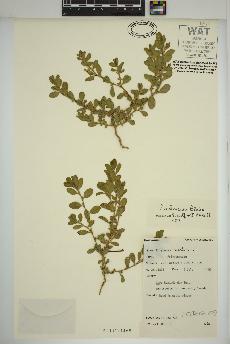 spécimen de Polygonum achoreum