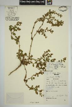 spécimen de Polygonum achoreum