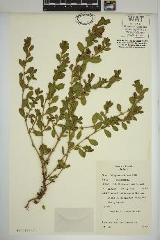 spécimen de Polygonum achoreum