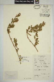 spécimen de Polygonum achoreum