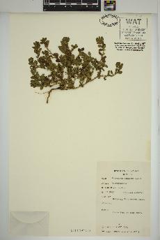 spécimen de Polygonum achoreum