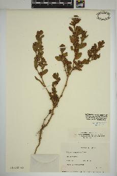 spécimen de Polygonum achoreum