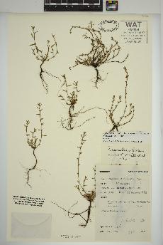 spécimen de Polygonum aviculare