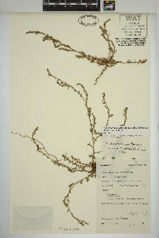 spécimen de Polygonum aviculare