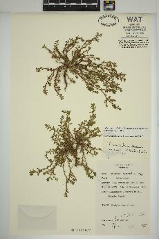 spécimen de Polygonum aviculare