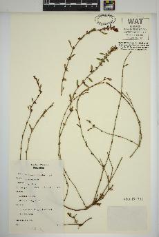 spécimen de Polygonum aviculare