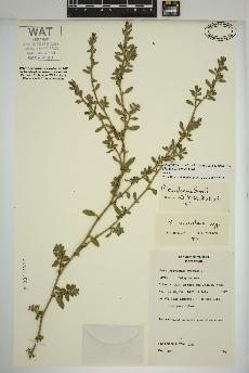 spécimen de Polygonum aviculare