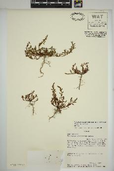 spécimen de Polygonum aviculare