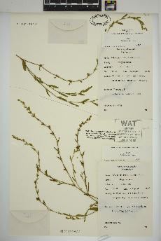 spécimen de Polygonum ramosissimum