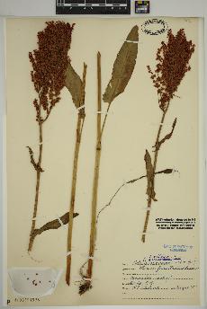 spécimen de Rumex acetosa