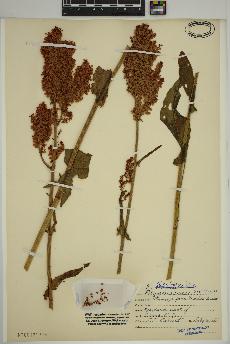 spécimen de Rumex acetosa