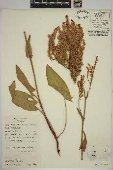 spécimen de Rumex acetosa