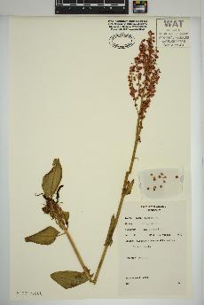 spécimen de Rumex acetosa