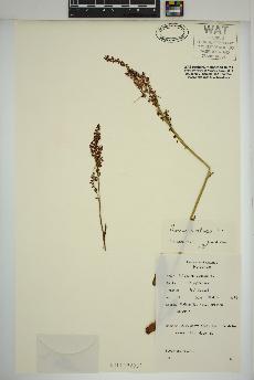 spécimen de Rumex acetosa