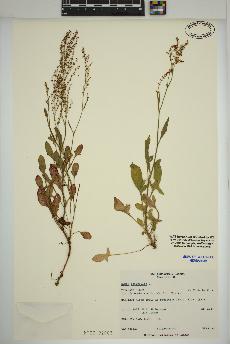 spécimen de Rumex acetosella