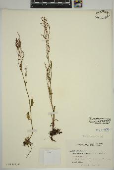 spécimen de Rumex acetosella