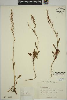 spécimen de Rumex acetosella