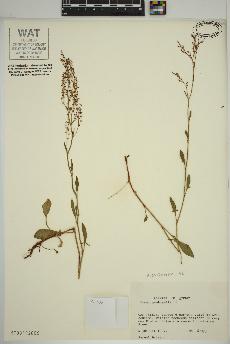 spécimen de Rumex acetosella