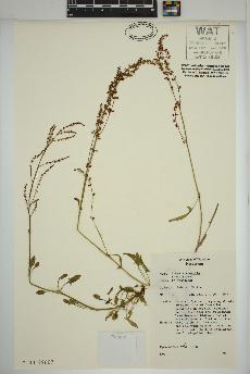 spécimen de Rumex acetosella