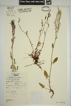 spécimen de Rumex acetosella