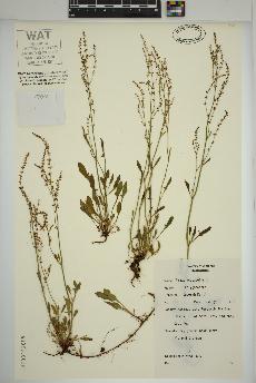 spécimen de Rumex acetosella