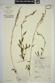 spécimen de Rumex acetosella