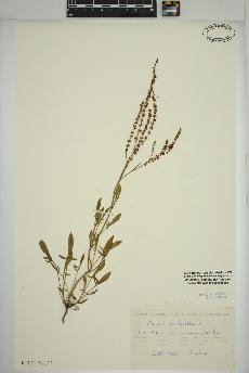 spécimen de Rumex acetosella