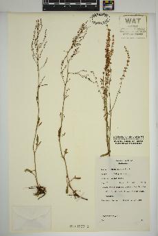 spécimen de Rumex acetosella