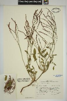 spécimen de Rumex acetosella