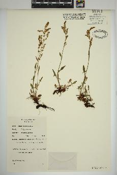 spécimen de Rumex acetosella