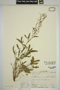 spécimen de Rumex acetosella