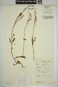 spécimen de Rumex acetosella