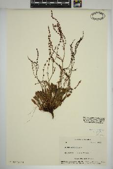 spécimen de Rumex acetosella