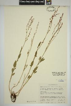 spécimen de Rumex acetosella